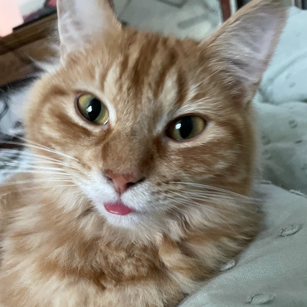 Meet your Posher, Giulia